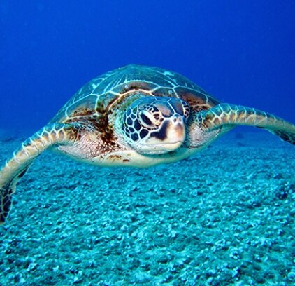 Tortue Symbole Certina